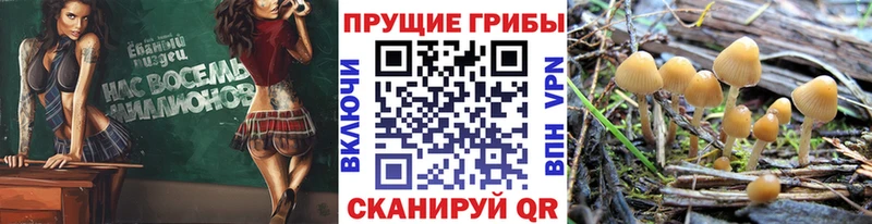 Галлюциногенные грибы Psilocybe  Горняк 